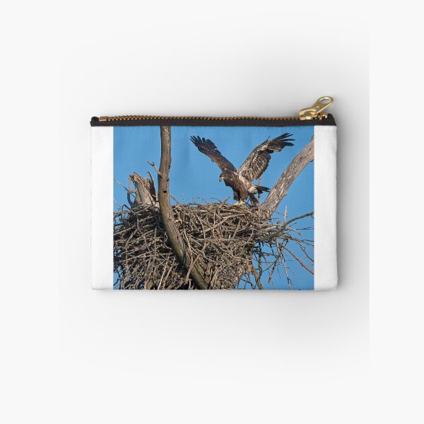 Item preview, Bald Eagle juvenile. UW Arboretum, Madison, WI. designed and sold by StevenRalserPhoto.
