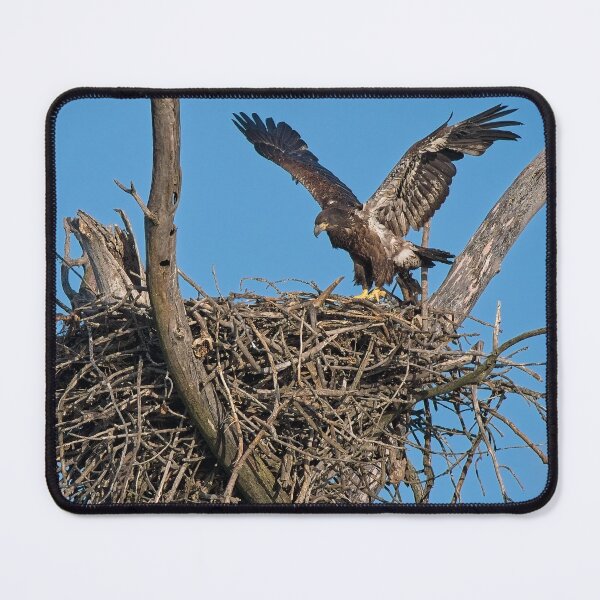 Item preview, Bald Eagle juvenile. UW Arboretum, Madison, WI. designed and sold by StevenRalserPhoto.