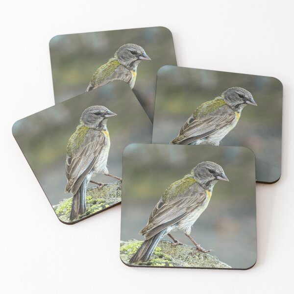 Item preview, Patagonian Finch designed and sold by Claudio Barrientos Photography.