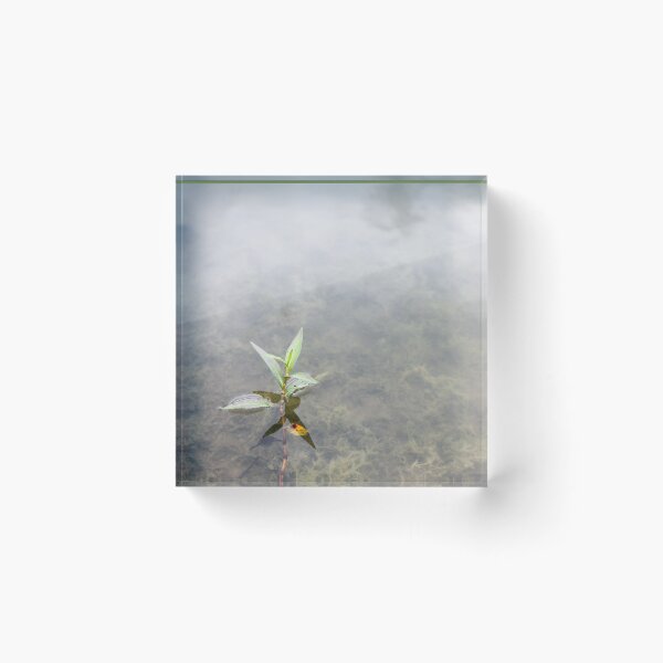 Item preview, Floating Primrose-Willow designed and sold by TiffanyMaeDesign.