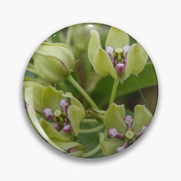 Item preview, Spider Milkweed designed and sold by TiffanyMaeDesign.