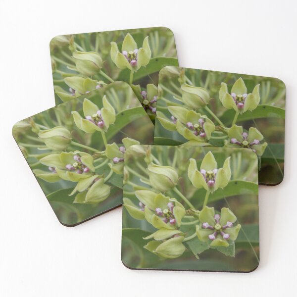Item preview, Spider Milkweed designed and sold by TiffanyMaeDesign.
