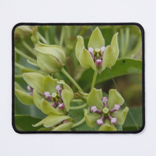 Item preview, Spider Milkweed designed and sold by TiffanyMaeDesign.