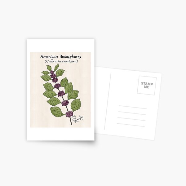 Item preview, Texas Native Plant- American Beautyberry (callicarpa americana) Vintage Nature Art designed and sold by Marguerite Artistry.