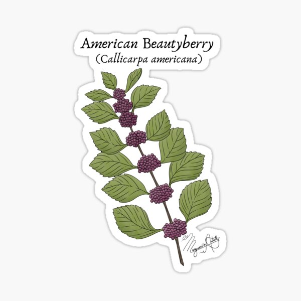 Item preview, Texas Native Plant- American Beautyberry (callicarpa americana) Vintage Nature Art designed and sold by Marguerite Artistry.