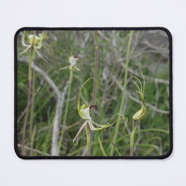 Item preview, Caladenia tentaculata Large Green-comb Spider-Orchid designed and sold by Todays a Good Day.