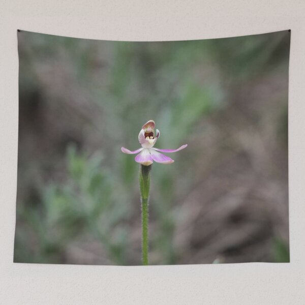 Item preview, Caladenia pusilla Pygmy Caladenia Orchid designed and sold by Todays a Good Day.