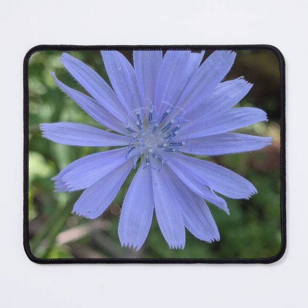 Item preview, Chicory blossom designed and sold by arfff.
