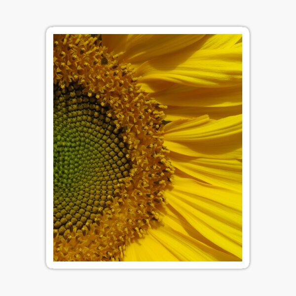 Item preview, Ondulations de tournesol designed and sold by Eclectically-Kimberly.