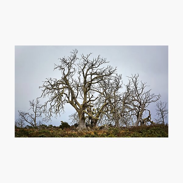 Item preview, 2213 Dead trees designed and sold by Hans Kawitzki.