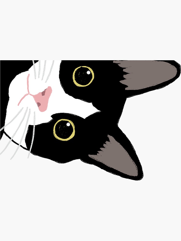 Peekaboo Tuxedo Cat with Wide Eyes