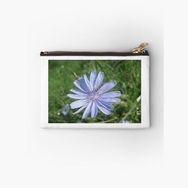 Item preview, Chicory - Cichorium intybus designed and sold by Ana Belaj.