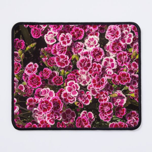 Item preview, Dark pink and white dianthus flowers. designed and sold by bailey-cooper.