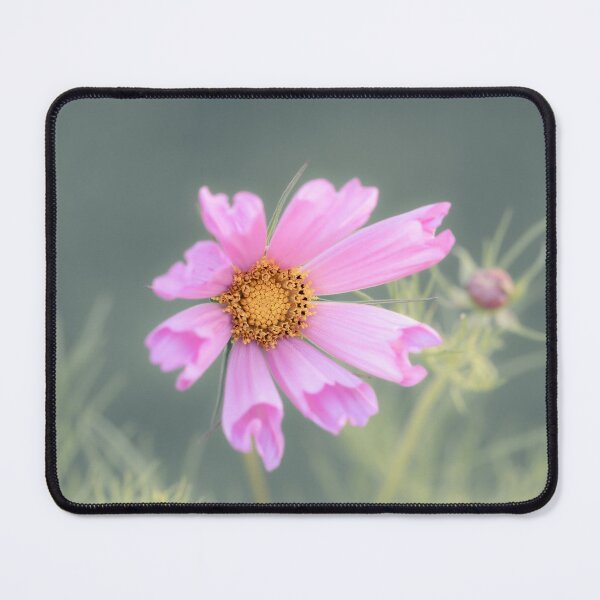 Item preview, Cosmos Sea Shells Pink designed and sold by Tanya C Smith.