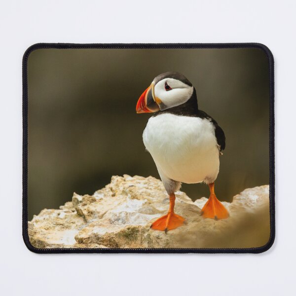 Item preview, Atlantic Puffin designed and sold by Jane Stanley Photography.