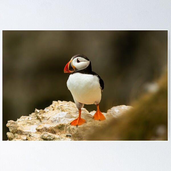 Item preview, Atlantic Puffin designed and sold by Jane Stanley Photography.