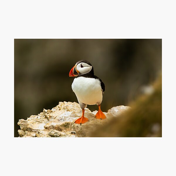Item preview, Atlantic Puffin designed and sold by Jane Stanley Photography.