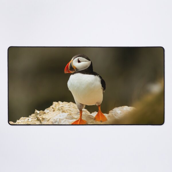 Item preview, Atlantic Puffin designed and sold by Jane Stanley Photography.