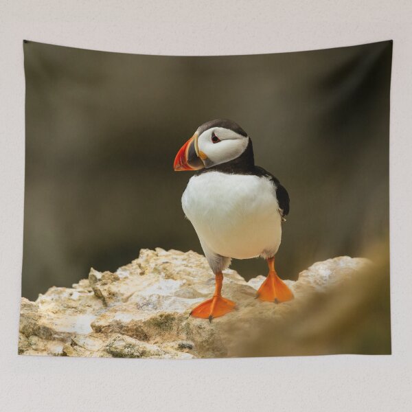Item preview, Atlantic Puffin designed and sold by Jane Stanley Photography.