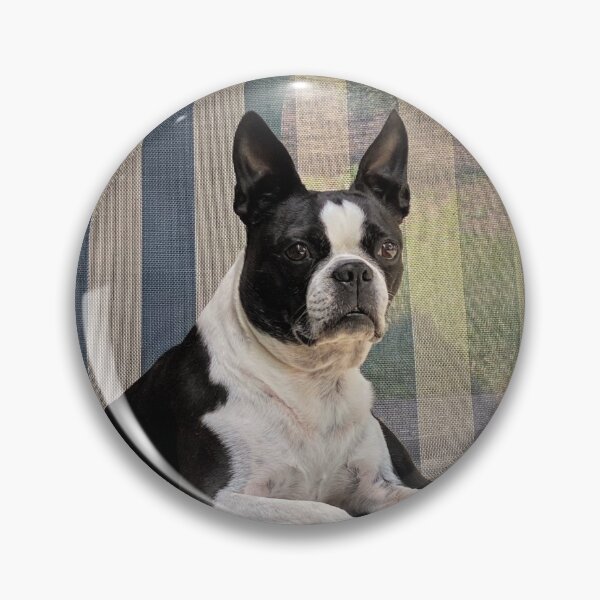 Item preview, Boston Terrier designed and sold by DocSaunders.