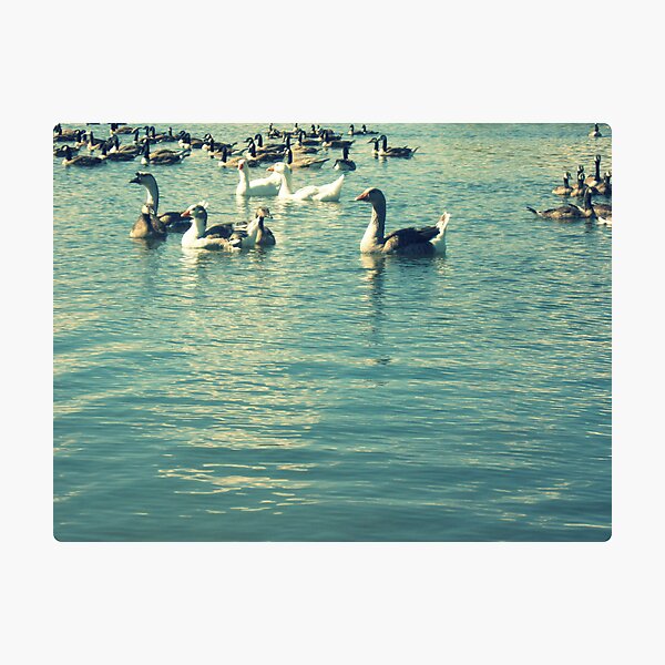 Item preview, Geese on the water designed and sold by MRPhotography.