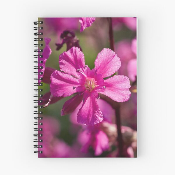 Item preview, Pink macro.Sticky Catchfly designed and sold by Jouko Lehto Photography.