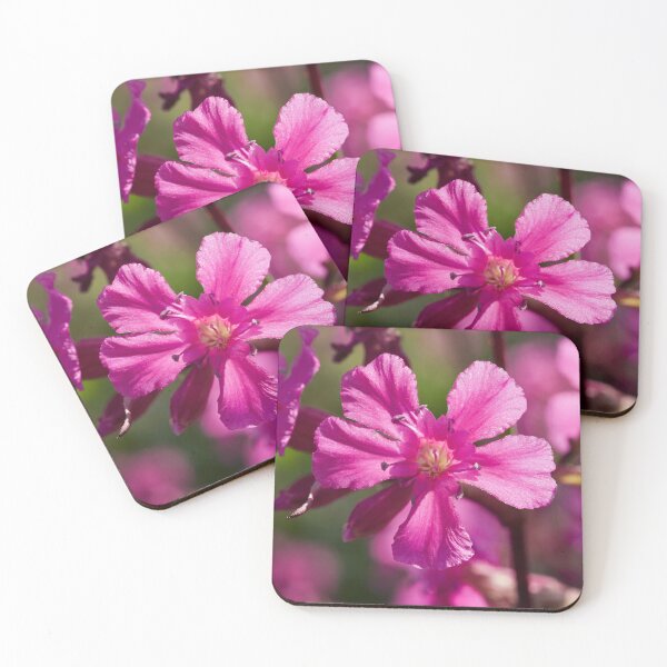 Item preview, Pink macro.Sticky Catchfly designed and sold by Jouko Lehto Photography.