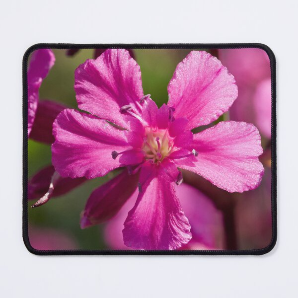 Item preview, Pink macro.Sticky Catchfly designed and sold by Jouko Lehto Photography.