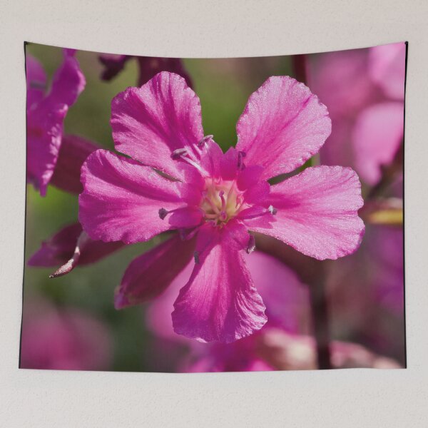 Item preview, Pink macro.Sticky Catchfly designed and sold by Jouko Lehto Photography.