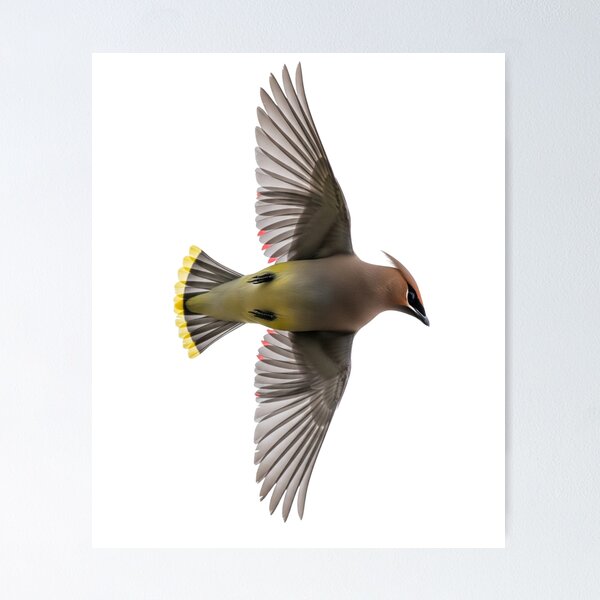 Item preview, Cedar Waxwing in Mid-Flight designed and sold by Cloud-Riders.