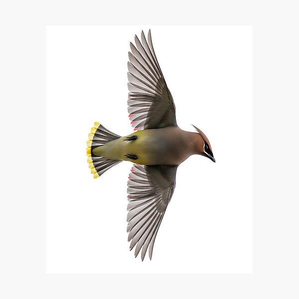 Item preview, Cedar Waxwing in Mid-Flight designed and sold by Cloud-Riders.