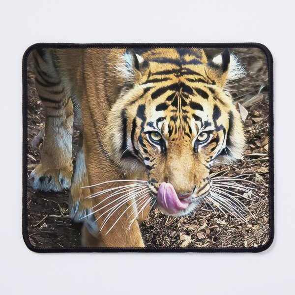 Item preview, 2197 Tiger designed and sold by Hans Kawitzki.