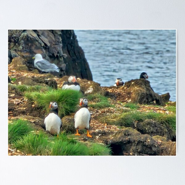 Item preview, Puffins love designed and sold by Alla Gill.