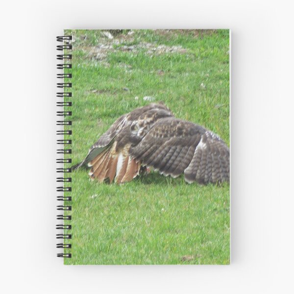 Item preview, Red Tailed Hawk - Buteo jamaicensis designed and sold by lezvee.