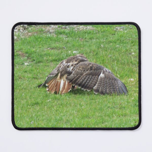 Item preview, Red Tailed Hawk - Buteo jamaicensis designed and sold by lezvee.