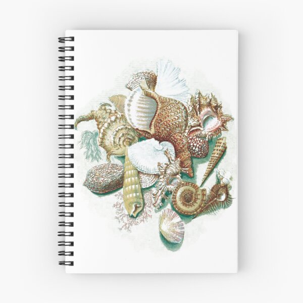 Item preview, vintage illustration of many seashells designed and sold by ArboreSciences.