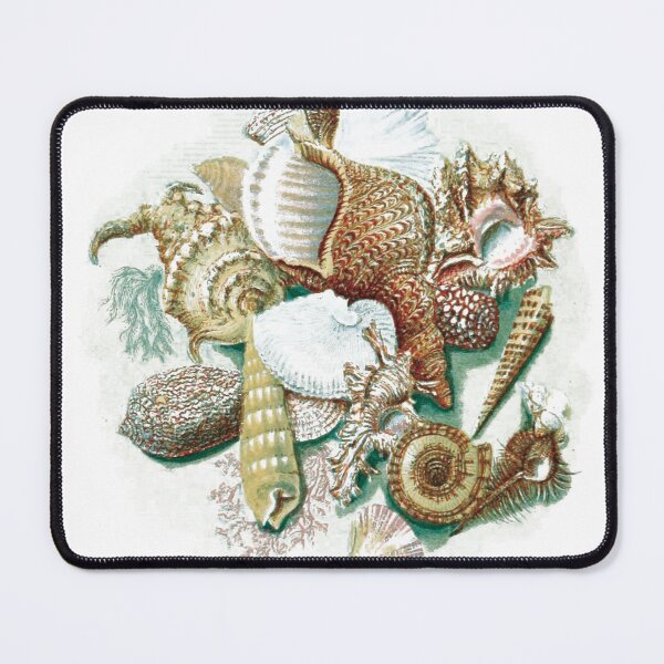 Item preview, vintage illustration of many seashells designed and sold by ArboreSciences.