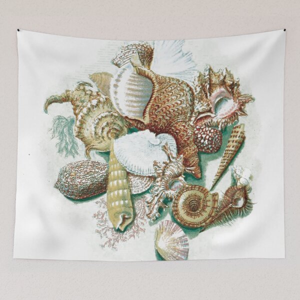 Item preview, vintage illustration of many seashells designed and sold by ArboreSciences.