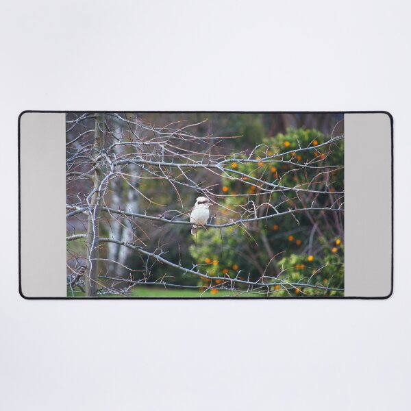 Item preview, Australias Laughing kookaburra designed and sold by Joy Watson - Natural Light Photography .