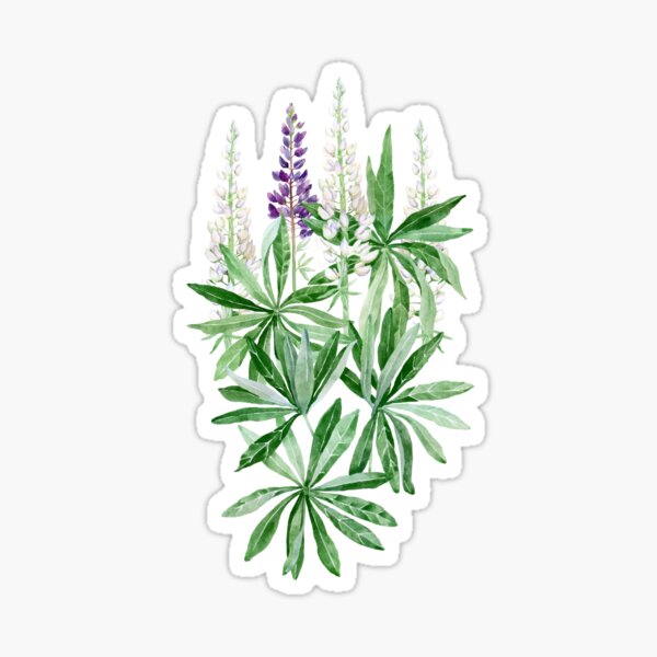 Lupin flower Sticker