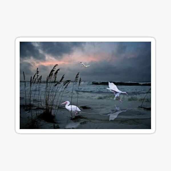 Item preview, White Ibis designed and sold by billfox256.