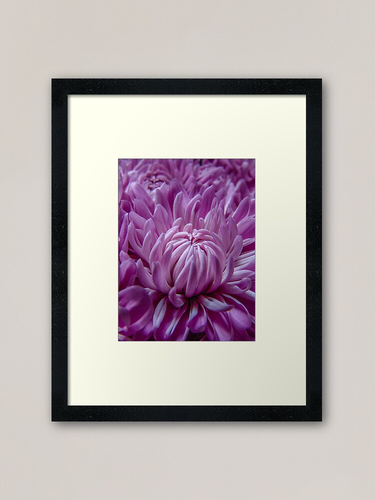 Alternate view of Dahlia Purple Explosion Framed Art Print