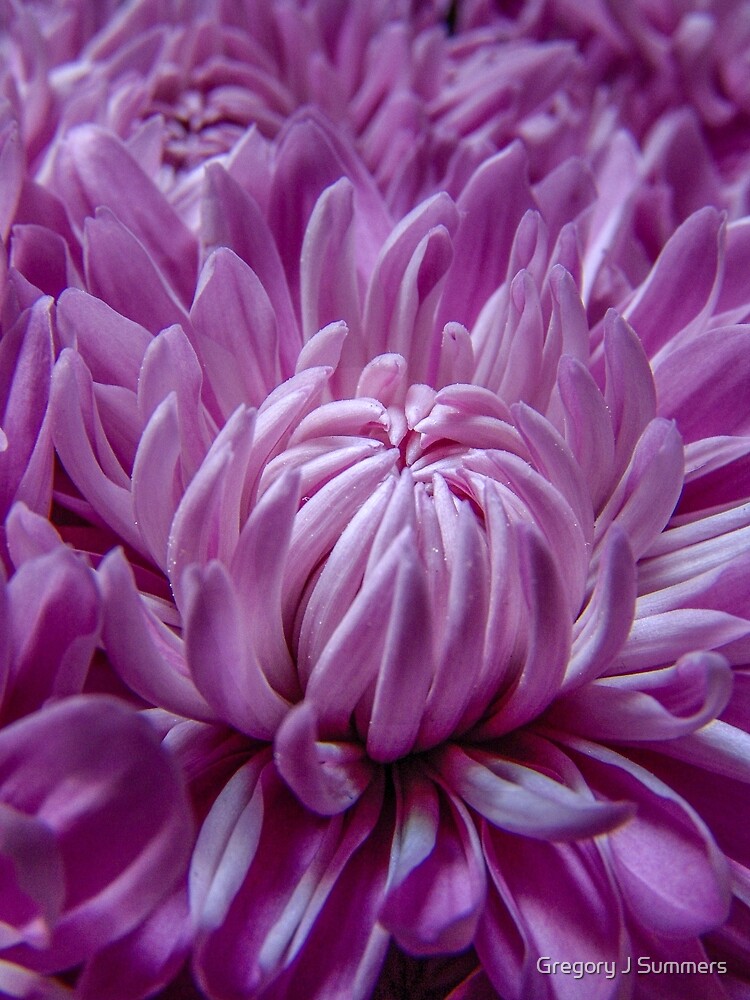 Dahlia Purple Explosion by nikongreg