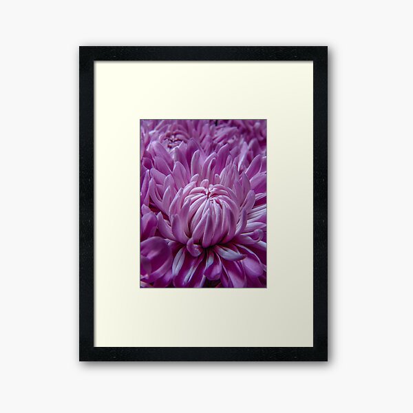 Dahlia Purple Explosion Framed Art Print