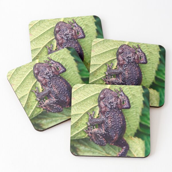 Item preview, Toad on Leaves designed and sold by Tom McPherson Photography.