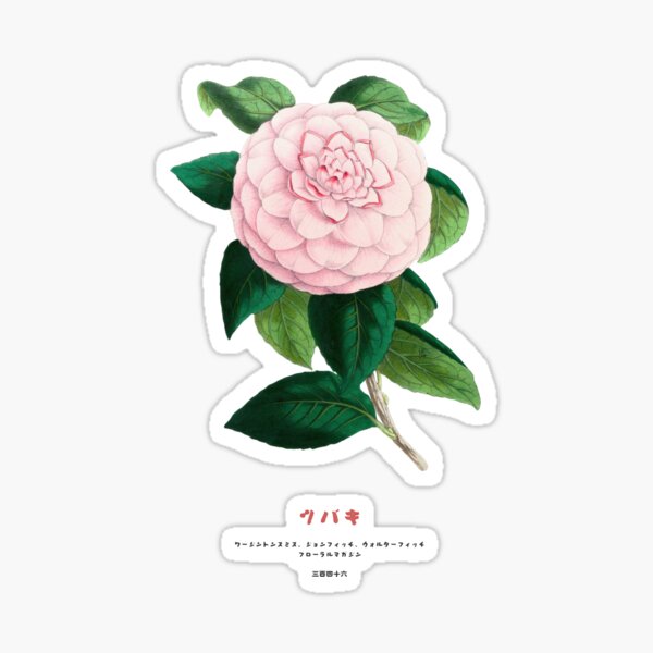 Item preview, Flor de camelia japonesa vintage designed and sold by Vintagrafica.