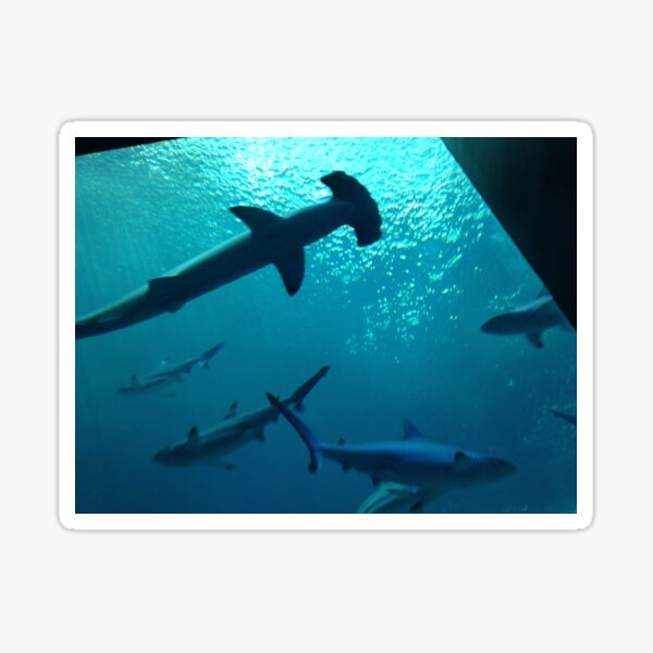 Item preview, Hammerhead and other sharks designed and sold by DarSco75.