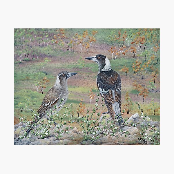 Item preview, "The Emu's Siblings" Young Magpies on Emu Mountain designed and sold by KADuffy.
