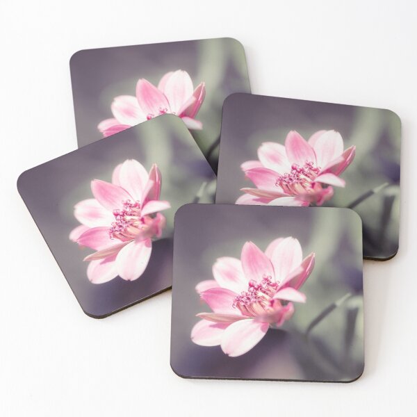 Item preview, Osteospermum Margarita Flower designed and sold by Tanya C  Smith.