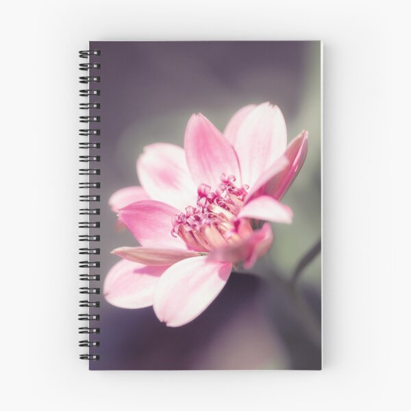 Item preview, Osteospermum Margarita Flower designed and sold by Tanya C  Smith.